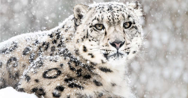 The world's rarest cheetah is officially removed from the Red Book