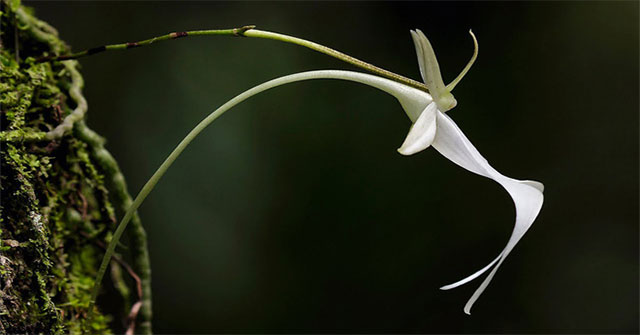 The world's rarest flower ever lost Darwin's whole life