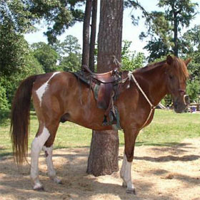 The world's rarest horse breeds