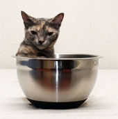 The world's smallest cat is only 13cm tall