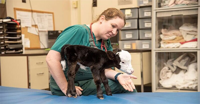 The world's smallest cow weighs less than 5kg