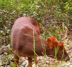 The world's smallest deer life