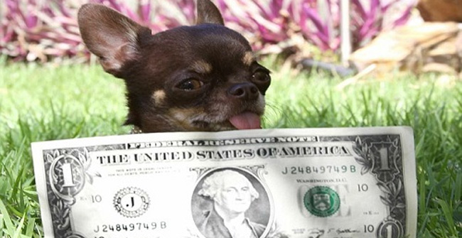The world's smallest dog is cloned 49 times