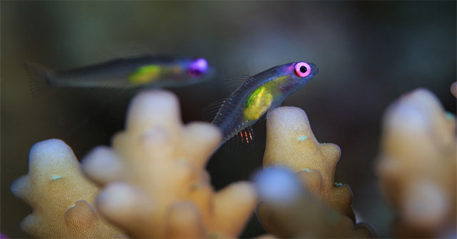 The world's smallest fish 'saves' coral reefs