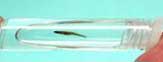The world's smallest fish