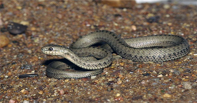 The world's snake living snake holds the secret of human survival?