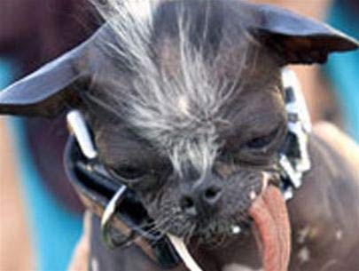 The world's worst dog