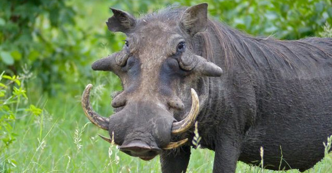 The world's worst pig was recorded for the first time