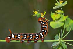 The worm attacks the pine forest