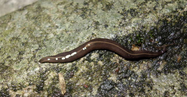 The worms of the flukes of snail chewed away the human skin
