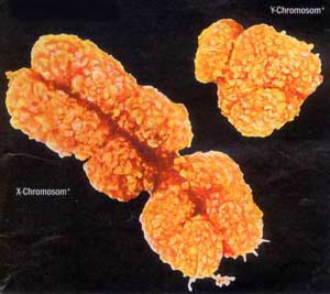 The Y chromosome helps detect nesting tools