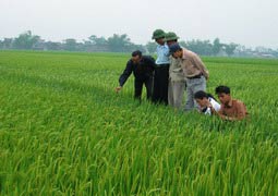 The yield of Vietnamese hybrid rice is 15-20% higher than pure rice.