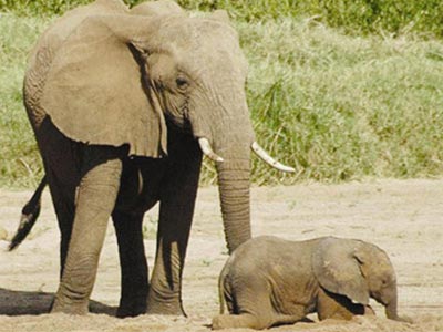 There are 10 wild elephants in Dong Nai