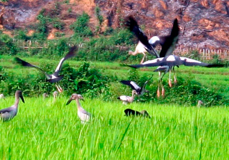 There are many strange birds near the Lai Chau Hydropower Project