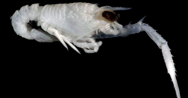 There are still many deep-sea creatures that we don't know yet