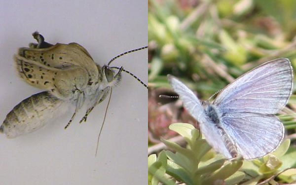 There are unusual butterflies in Fukushima