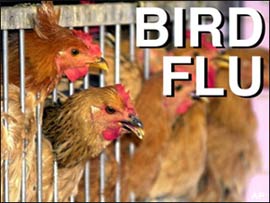 There has been a vaccine to prevent bird flu