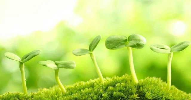 There have been 'superfoods' that can save mankind's hunger: All thanks to this tiny plant!