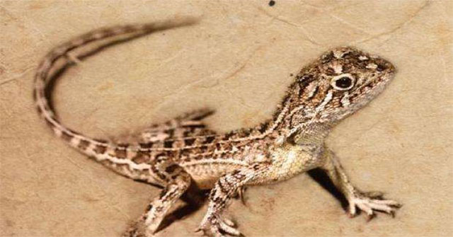 There is a dragon that actually exists on Earth but has gone missing without anyone knowing