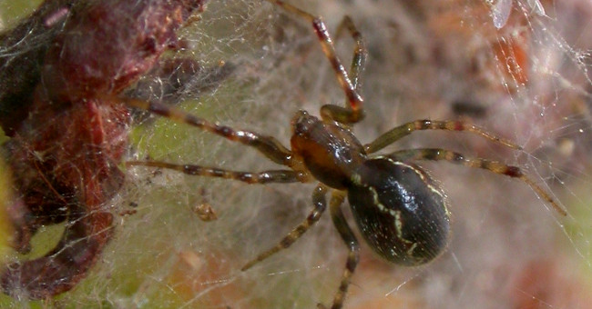 There is a species of spider that makes all species admire in the Amazon