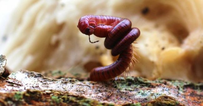 There is a world of creatures living under our feet