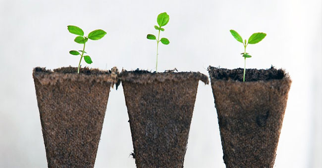 There is no brain but plants are smarter than we think