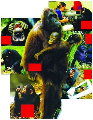 There is not much difference between big humans and monkeys