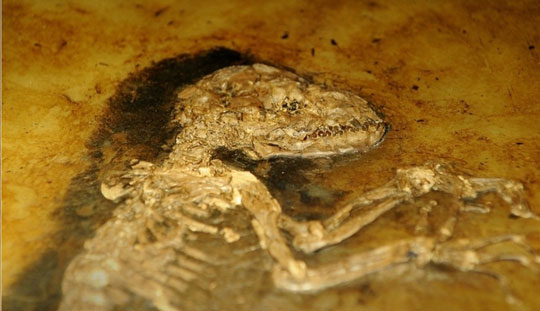 There was a gene explosion about 3 billion years ago
