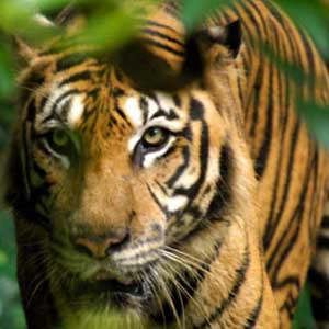 There will be no tigers in Asia