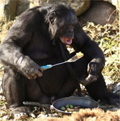 These animals have human intelligence