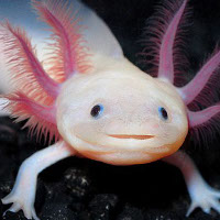 These animals have superhuman abilities