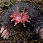 These animals resemble flowers