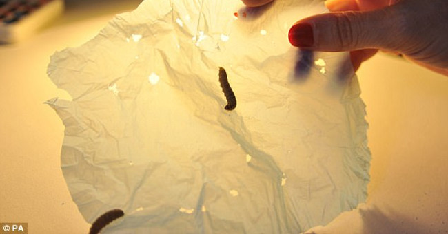 These are the worms that are making the whole world excited.  The reason is ...