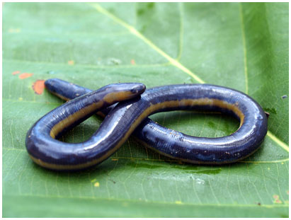 These bizarre animals in nature in Vietnam