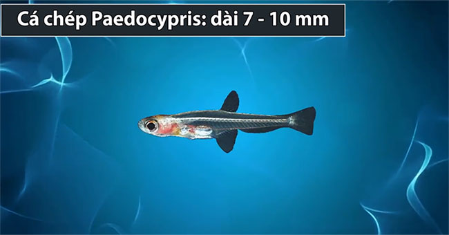 These fish hold record in nature