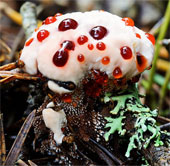 These fungi have strange shapes