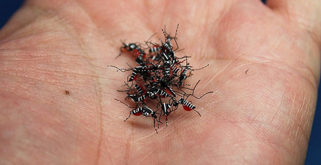 These mosquitoes look so real that anyone who wants to see them wants to beat them