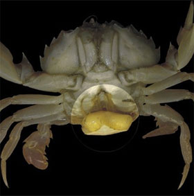 These parasites are capable of transgender and controlling other species