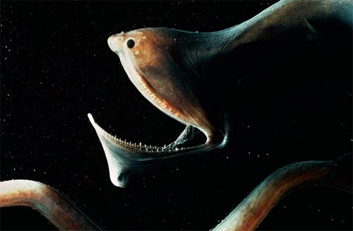 These strange creatures in the sea