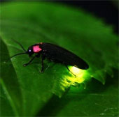 They bring the idea of helping the LEDs increase their brightness