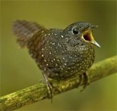 They discovered new frogs in Asia