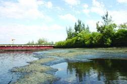 Thi Vai River is heavily polluted