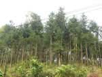 Thick pests on over 1,000 hectares of pine forest
