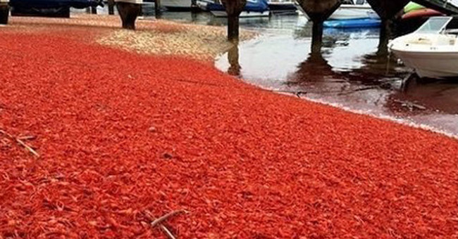 Thick red crab carpet awaits death on California beach