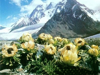 'Thien Son snow joint' - endangered precious tree