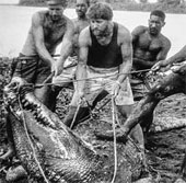 Things about Cassius - Crocodile is the most terrible in the world