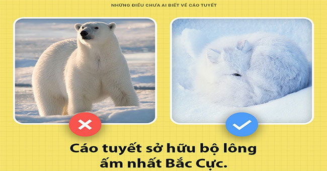 Things nobody knows about snow foxes
