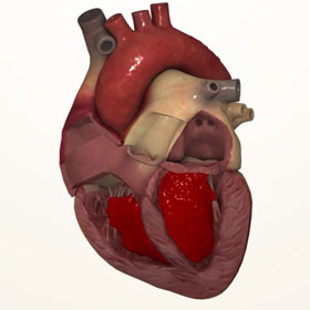 Things that many people may not know about the heart