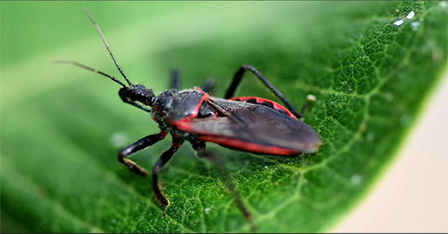 Things to know about kissing bugs