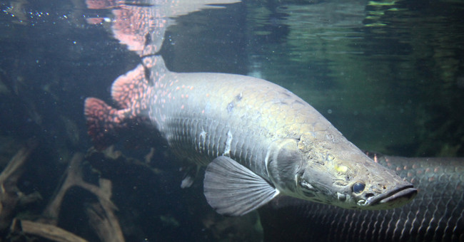 Things you do not know about marine fish statues